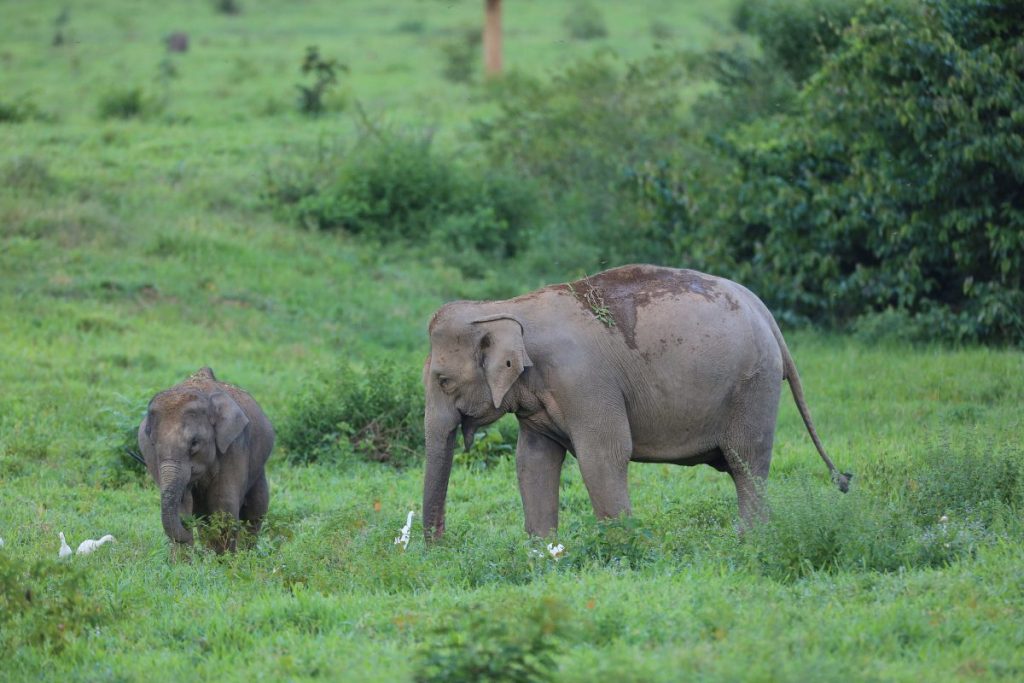 ช้างป่า