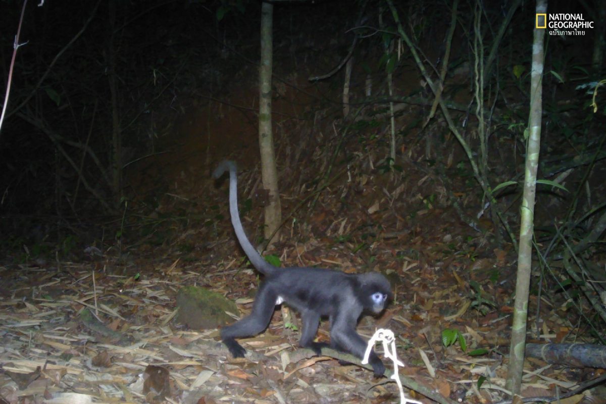 ค่างหงอกตะนาวศรี