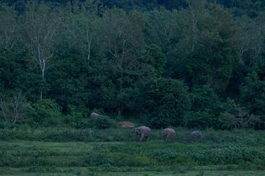 ช้างป่า