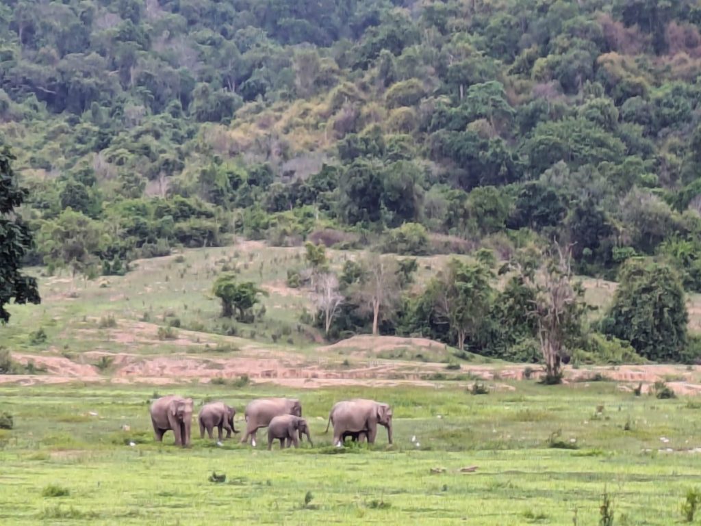 ช้างป่า