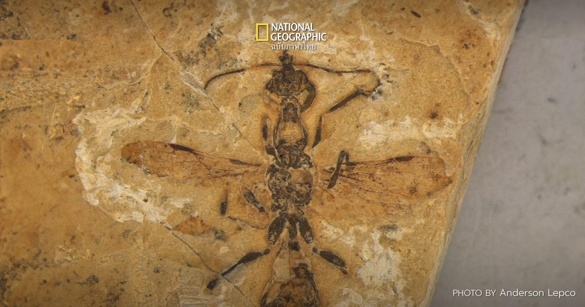 พบฟอสซิล Hell Ant สายพันธุ์ใหม่ คาดเป็นฟอสซิสมดที่เก่าแก่ที่สุดในโลก