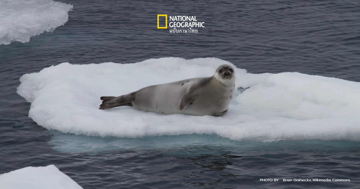 IUCN ประกาศให้แมวน้ำอาร์กติกเป็นสัตว์ใกล้สูญพันธุ์ ในบัญชีแดงฉบับใหม่