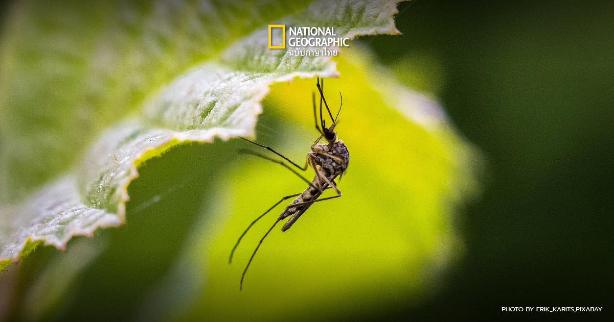 พบยุงในไอซ์แลนด์เป็นครั้งแรก หลังอากาศร้อนจัดเป็นประวัติการณ์