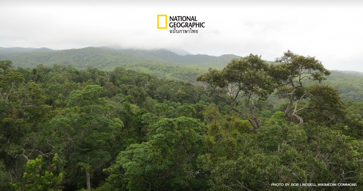 ป่าฝนออสเตรเลีย ป่าแห่งแรกของโลกที่ปล่อยคาร์บอนมากกว่าดูดซับเอาไว้