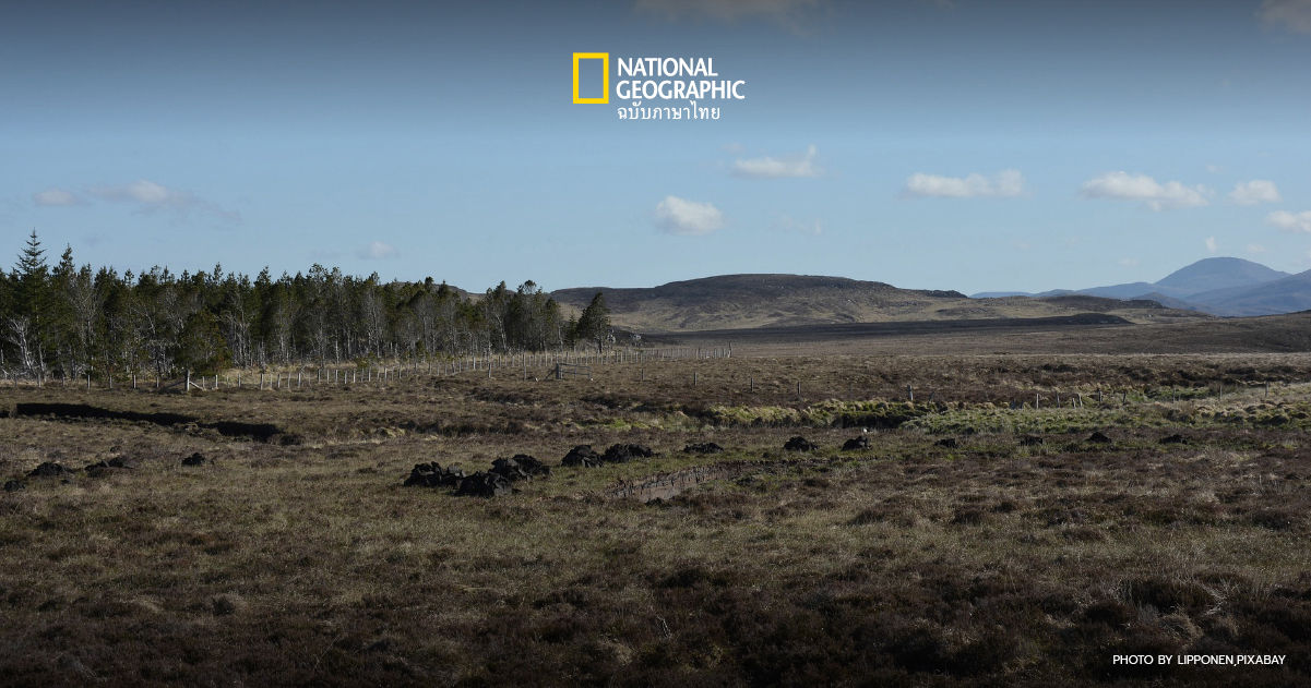 นักวิจัยเตือน ภัยแล้ง-โลกร้อน อาจทำให้ป่าพรุกลายเป็นระเบิดคาร์บอน