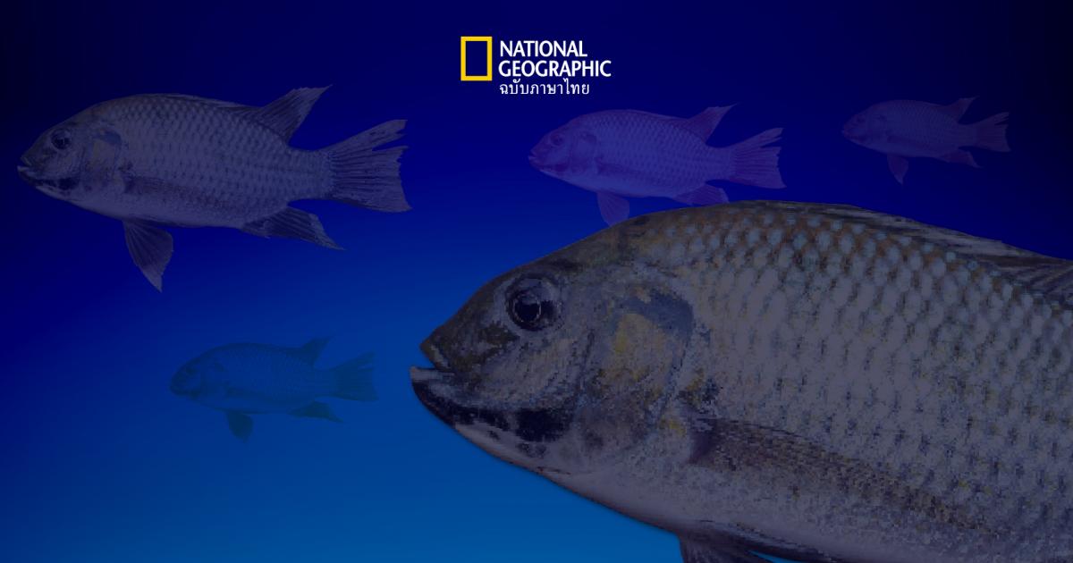 Alien Hunter แอปพลิเคชั่นล่าปลาหมอคางดำ เพื่อปกป้องความหลากหลายทางชีวภาพ