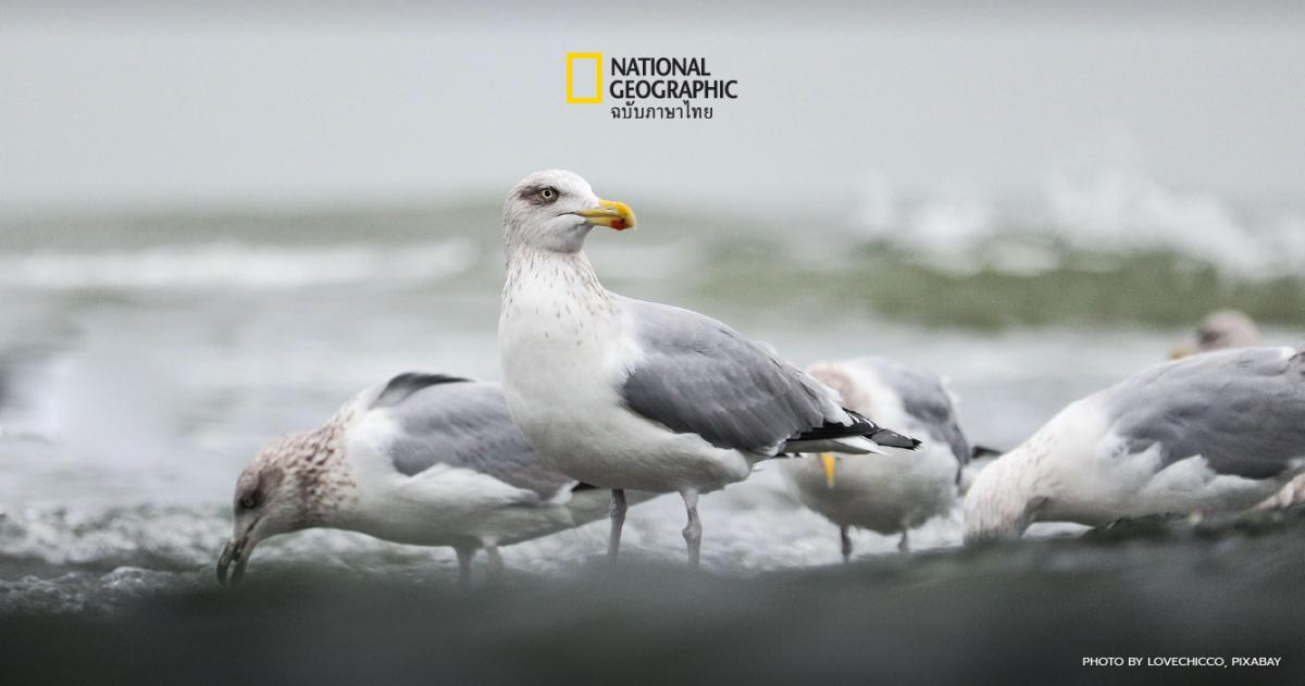 การอนุรักษ์นกทะเลช่วยปกป้องมหาสมุทรได้อย่างไร?