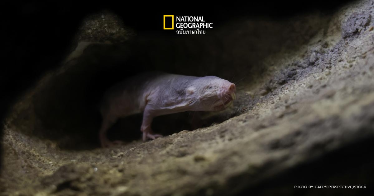 ตุ่นหนูไร้ขน หน้าตาประหลาดตัวนี้เอาชนะความแก่ชราได้อย่างไร