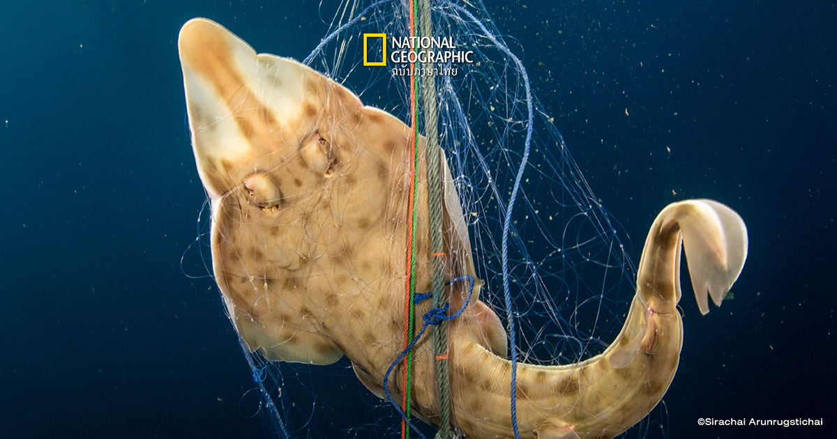 Exploited Before Known ถูกล่าสูญ ก่อนได้รู้จัก