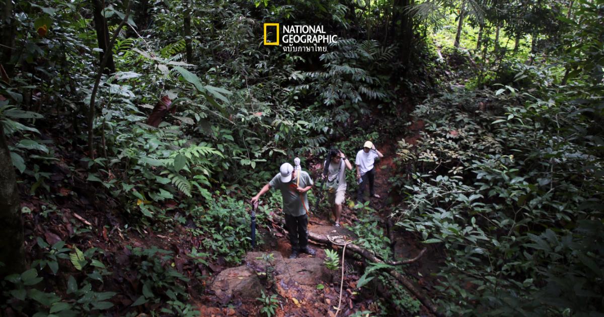Flora of Koh Chang 125 ปีแห่งการสำรวจพืชพันธุ์บนเกาะช้าง กับความทรงจำที่เกือบเลือนหาย