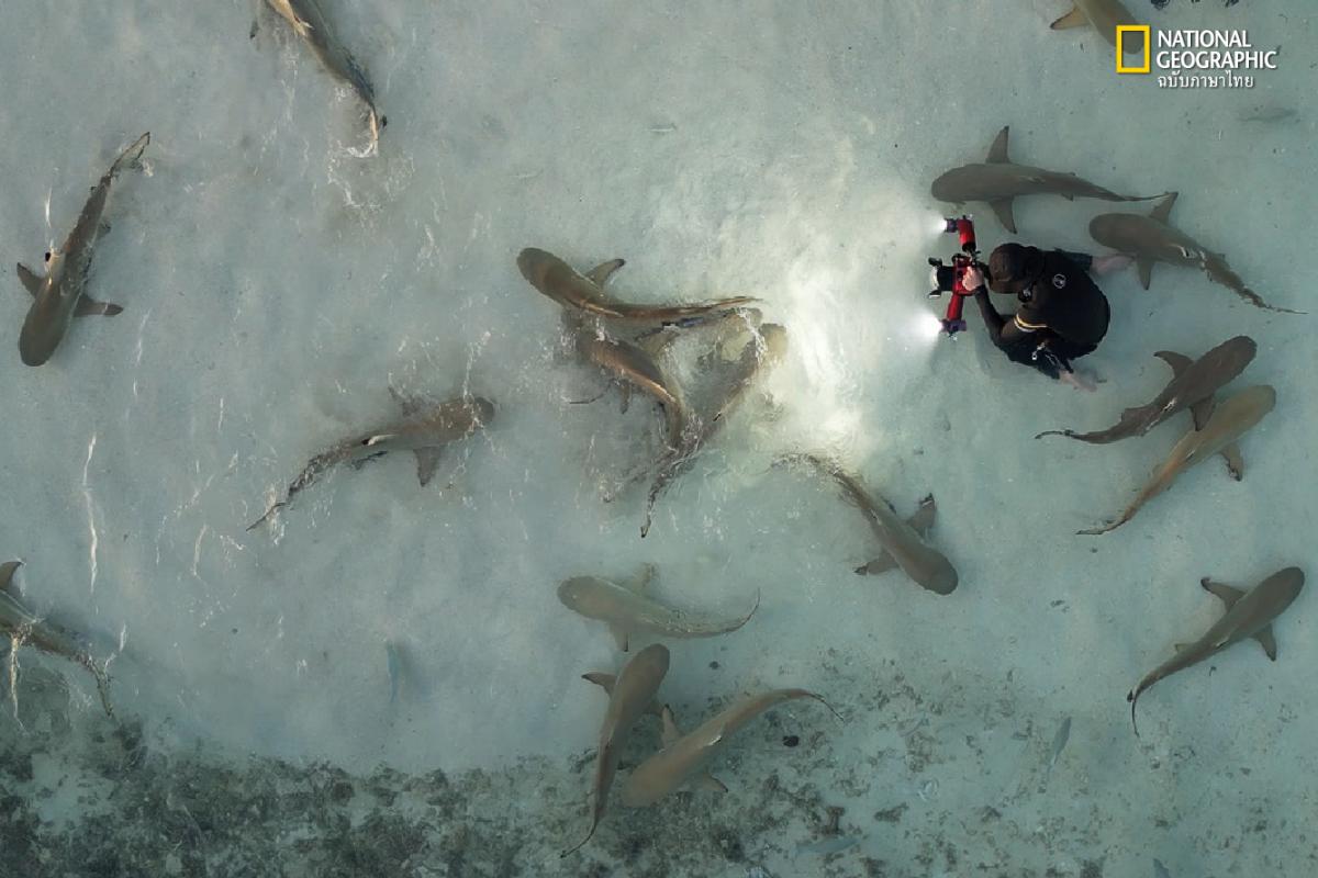 คุยกับปันปัน ติณห์ภัทร เนตรจรัสแสง คลื่นลูกใหม่ของวงการถ่ายภาพใต้น้ำ ที่ไปไกลถึง Wildlife Photography of the Year