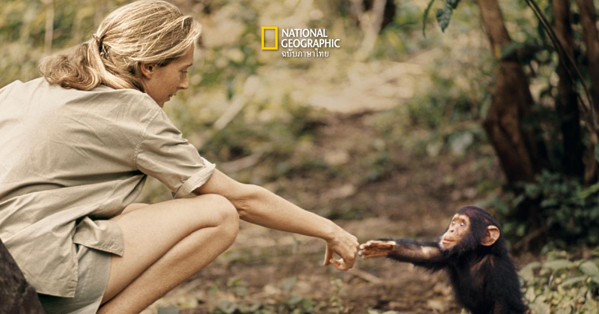 เจน กูดดอลล์ : นักอนุรักษ์ผู้ปฏิวัติความเข้าใจเกี่ยวกับชิมแปนซี
