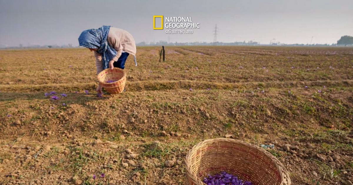 อนาคตที่ไม่แน่นอนของเครื่องเทศที่แพงที่สุดในโลก