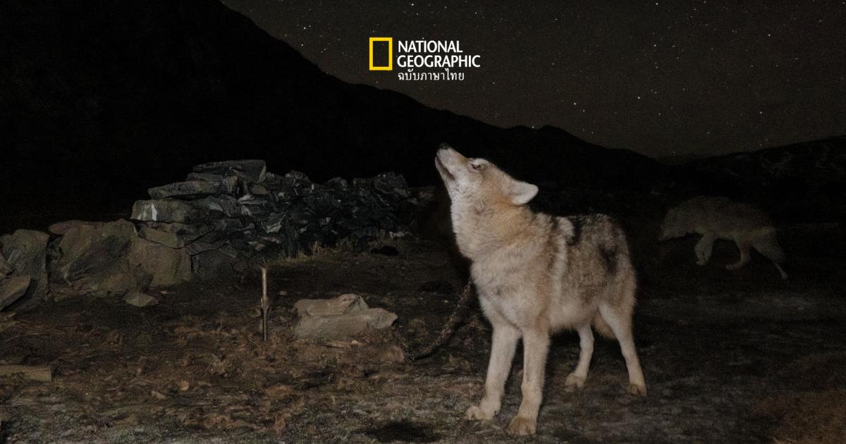 ผู้ดูแลสุนัขป่าในมองโกเลีย