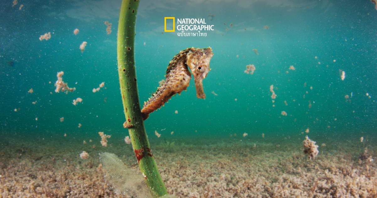 ยินดีต้อนรับเข้าสู่อาณาจักรม้าน้ำ