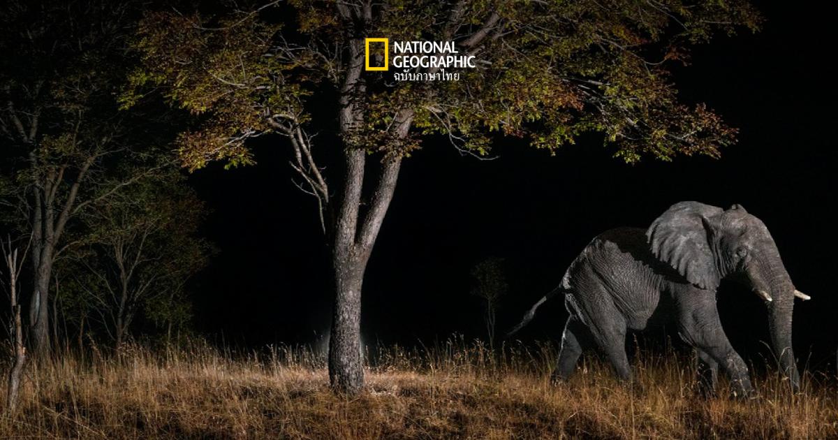 แกะรอยช้างล่องหนแห่งแองโกลา